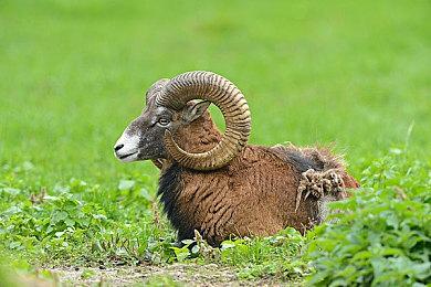 Epic喜加一：《风火轮：爆发》免费领取